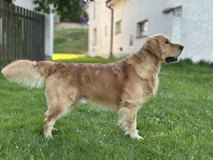 Aithér Golden Dixieland (Zlatý retrívr)