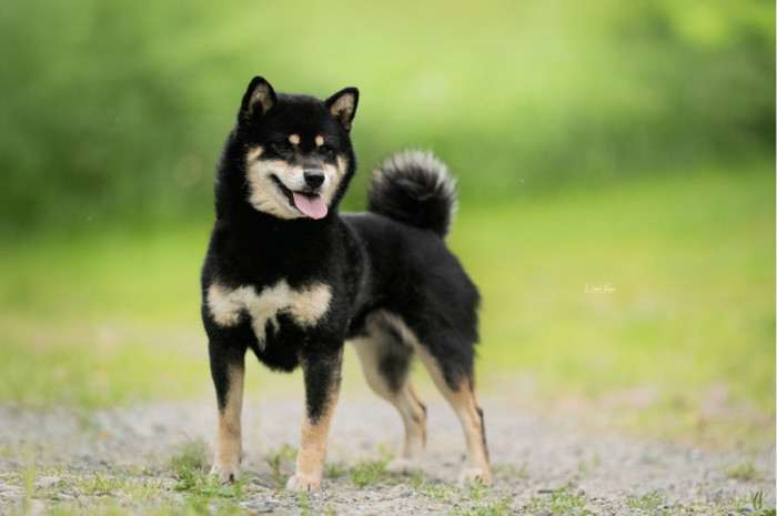 Daio MONOGATARI Go Yukiko Kensha (Shiba inu)
