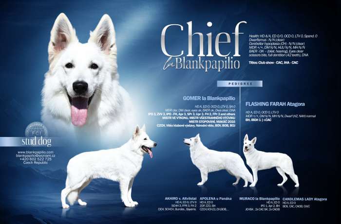 Chief la Blankpapilio (Bílý švýcarský ovčák)