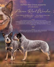 Akron Real Wonder (Australský honácký pes)