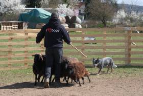 Akron Real Wonder (Australský honácký pes)