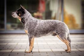 Akron Real Wonder (Australský honácký pes)