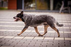 Akron Real Wonder (Australský honácký pes)