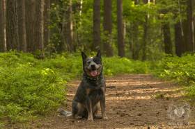 Akron Real Wonder (Australský honácký pes)