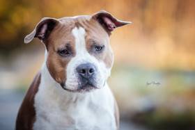 Conor Gangster Staff Bohemia (Americký stafordšírský teriér)