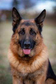 Baron z Tisové hory (Německý ovčák)