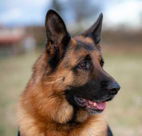 Baron z Tisové hory (Německý ovčák)