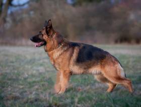 Baron z Tisové hory (Německý ovčák)