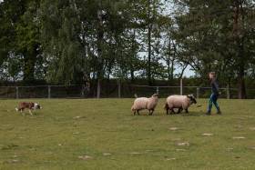 FSF Gambler (Border kolie)