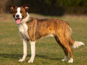 FSF Gambler (Border kolie)