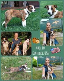 FSF Gambler (Border kolie)