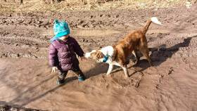 FSF Gambler (Border kolie)