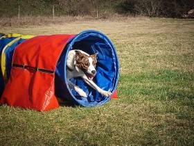 FSF Gambler (Border kolie)