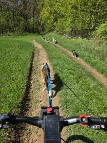 FSF Gambler (Border kolie)