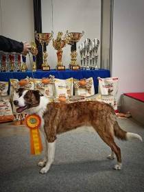 FSF Gambler (Border kolie)