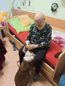 FSF Gambler (Border kolie)