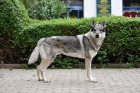 Alduin Fenrir Aeghyra (Československý vlčák)