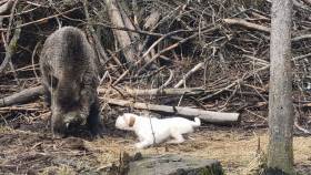 Ch. MY HUNTER KutcherChan (Parson Russell teriér)