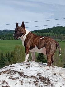 Apollo Tarantino Prague Bull (Bulteriér)