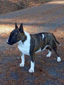 Apollo Tarantino Prague Bull (Bulteriér)