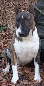 Apollo Tarantino Prague Bull (Bulteriér)