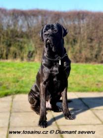 Big Black Boss (Tosa inu)