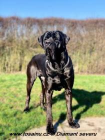 Big Black Boss (Tosa inu)