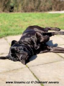 Big Black Boss (Tosa inu)