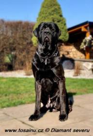 Big Black Boss (Tosa inu)