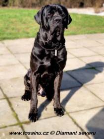 Big Black Boss (Tosa inu)