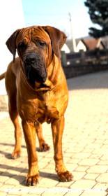 D´Dieen Diamant severu (Tosa inu)