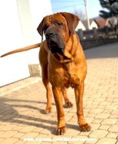 D´Dieen Diamant severu (Tosa inu)