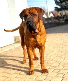 D´Dieen Diamant severu (Tosa inu)