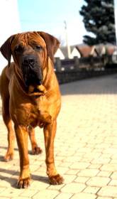 D´Dieen Diamant severu (Tosa inu)