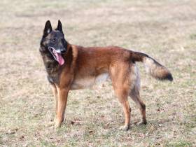 s.CIE.GrCh.EW. RODIN van de Vaardekenshoeve, NHAT, RO1 (Belgický ovčák Malinois)