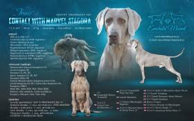 Contact with Marvel Atagora (Výmarský ohař)