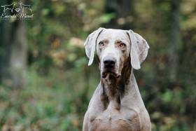 Contact with Marvel Atagora (Výmarský ohař)