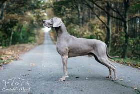 Contact with Marvel Atagora (Výmarský ohař)