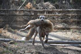 Contact with Marvel Atagora (Výmarský ohař)