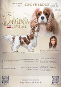 Denver Love Me (Kavalír king charles španěl)