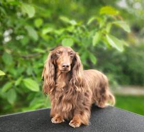 Orion Gold Madeira (Jezevčík dlouhosrstý)