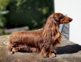 Orion Gold Madeira (Jezevčík dlouhosrstý)