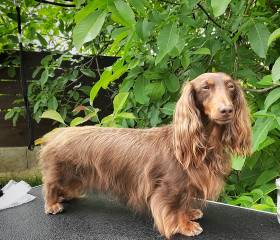 Orion Gold Madeira (Jezevčík dlouhosrstý)