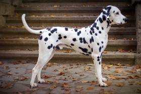 Raul Pulp Fiction (Dalmatin)