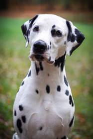 Raul Pulp Fiction (Dalmatin)