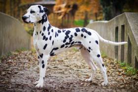 Raul Pulp Fiction (Dalmatin)