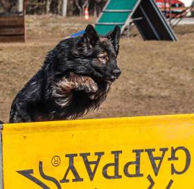 Karat Danbero (Německý ovčák)