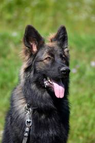 Karat Danbero (Německý ovčák)