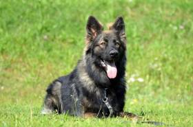 Karat Danbero (Německý ovčák)