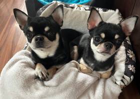 Vpravo Godric, vlevo Nuebby